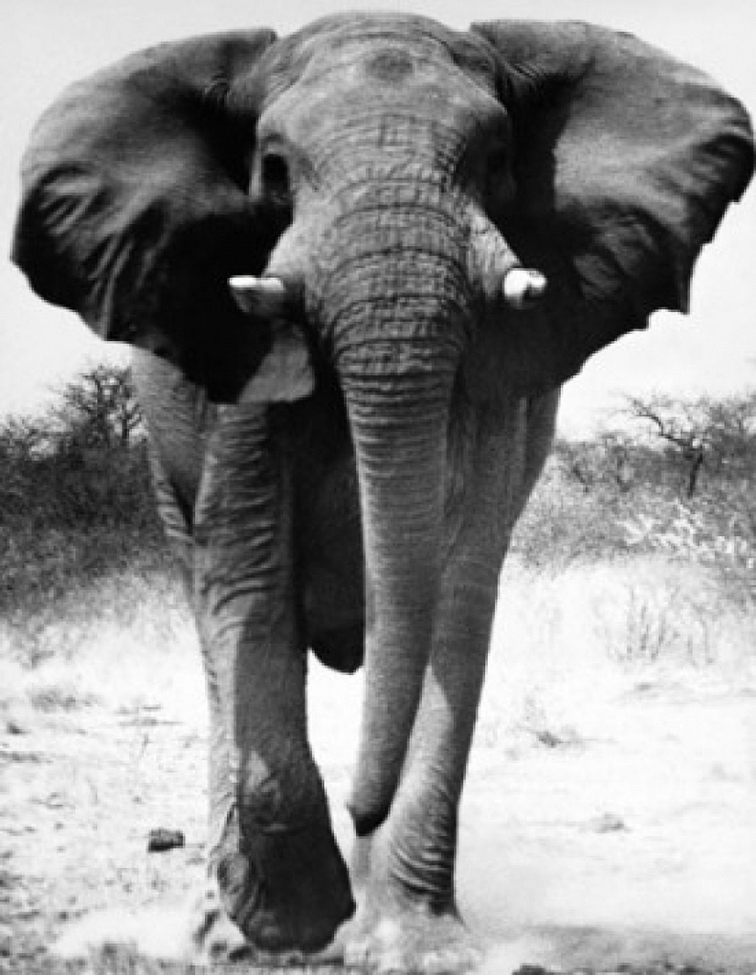African Elephant walking in a field (Loxodonta Africana) Canvas Art - (24 x 36)