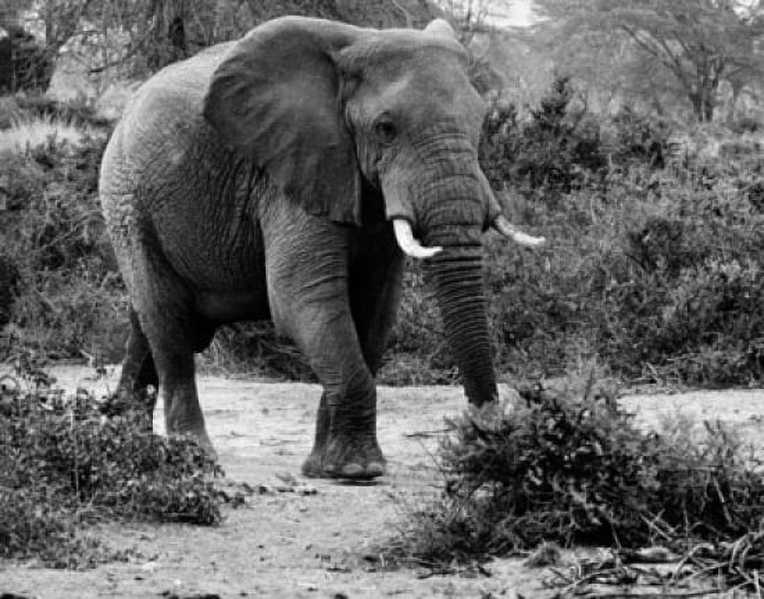 African Elephant walking in a forest (Loxodonta Africana) Canvas Art - (24 x 36)