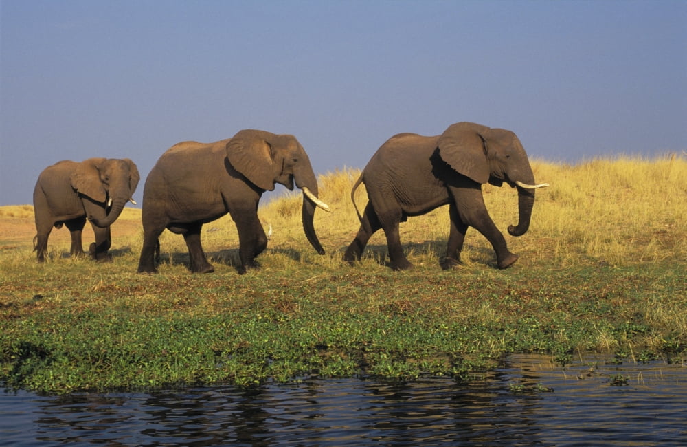 African Elephants Lake Kariba Matusadona National Park Zimbabwe Canvas Art - Thomas Kitchin & Victoria Hurst Design Pics (36 x 22)