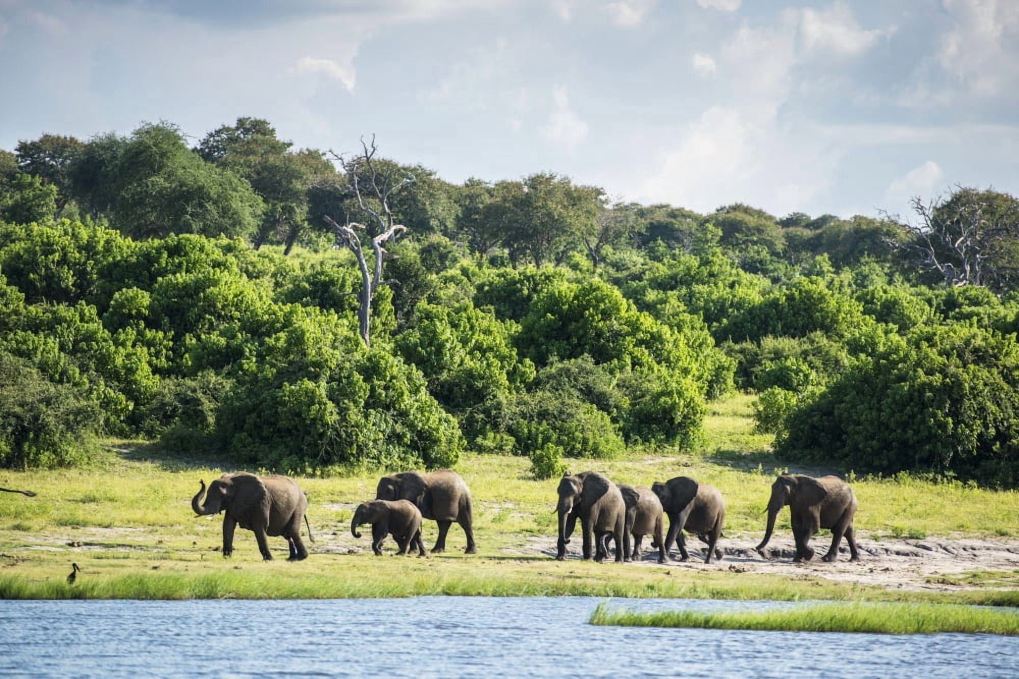African Elephants (Loxodonta) Chobe National Park Kasane Botswana Canvas Art - Remsberg Inc Design Pics (38 x 24)