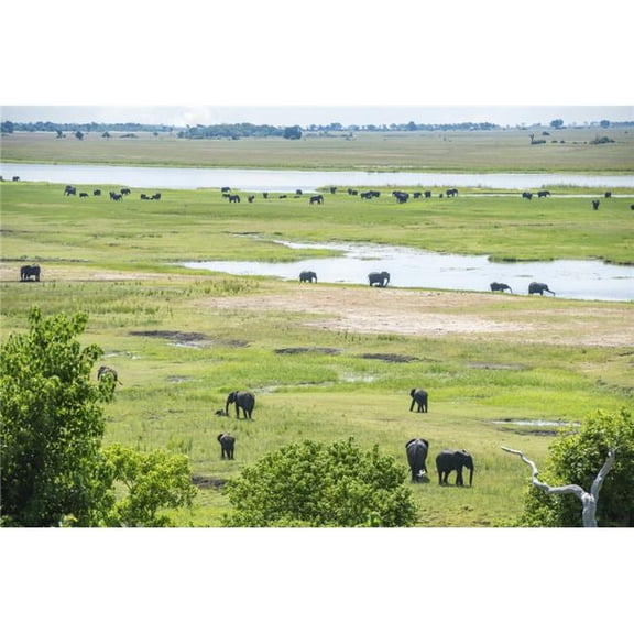 African Elephants Loxodonta Chobe National Park - Kasane Botswana Poster Print - 38 x 24 in. - Large