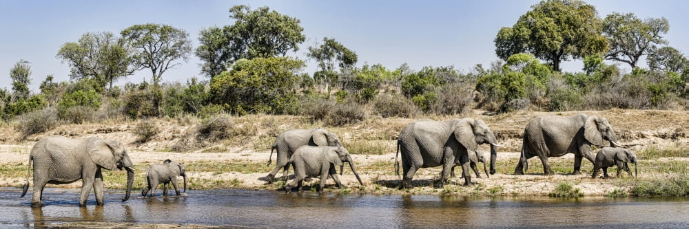 African Elephants (Loxodonta africana) along a river Mala Mala Game Reserve South Africa Canvas Art - Panoramic Images (27 x 9)