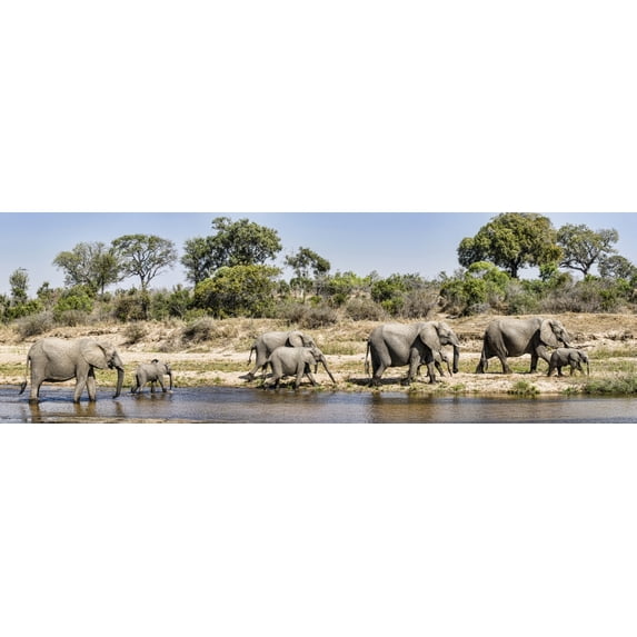 African Elephants (Loxodonta africana) along a river, Mala Mala Game Reserve, South Africa Poster Print (36 x 12)
