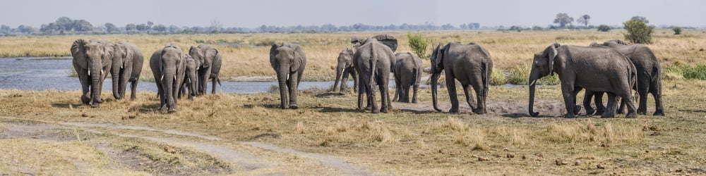 African Elephants (Loxodonta africana) at a river Kings Pool Camp Linyanti Okavango Delta Botswana Canvas Art - Panoramic Images (36 x 9)