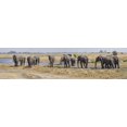 thumbnail image 1 of African Elephants (Loxodonta africana) at a river, Kings Pool Camp, Linyanti, Okavango Delta, Botswana Poster Print (48 x 12), 1 of 1