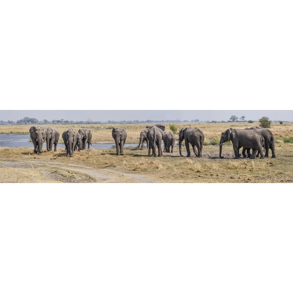 African Elephants (Loxodonta africana) at a river, Kings Pool Camp, Linyanti, Okavango Delta, Botswana Poster Print (48 x 12)