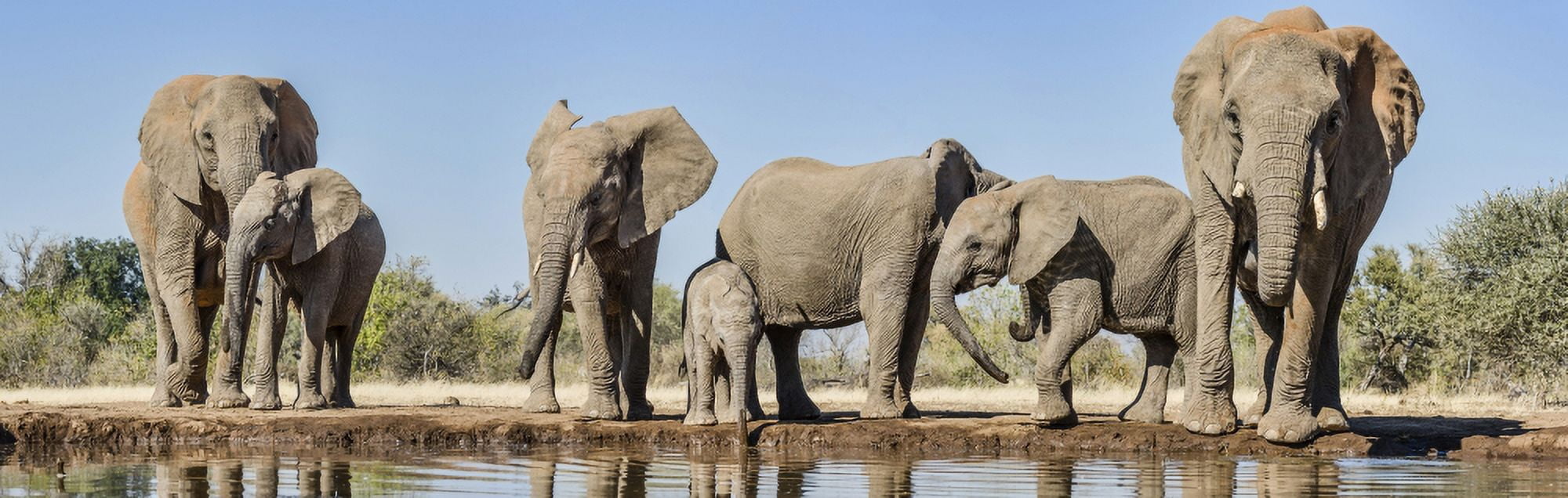 African Elephants (Loxodonta africana) at waterhole Mashatu Game Reserve Botswana Canvas Art - Panoramic Images (27 x 9)