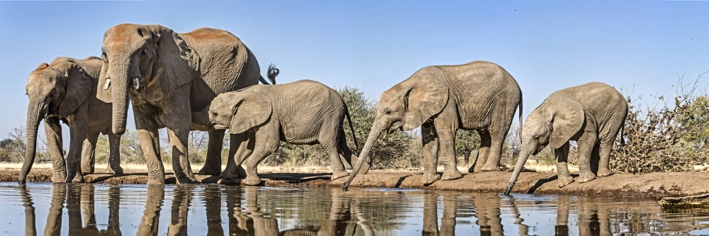 African Elephants (Loxodonta africana) at waterhole Mashatu Game Reserve Botswana Canvas Art - Panoramic Images (36 x 12)