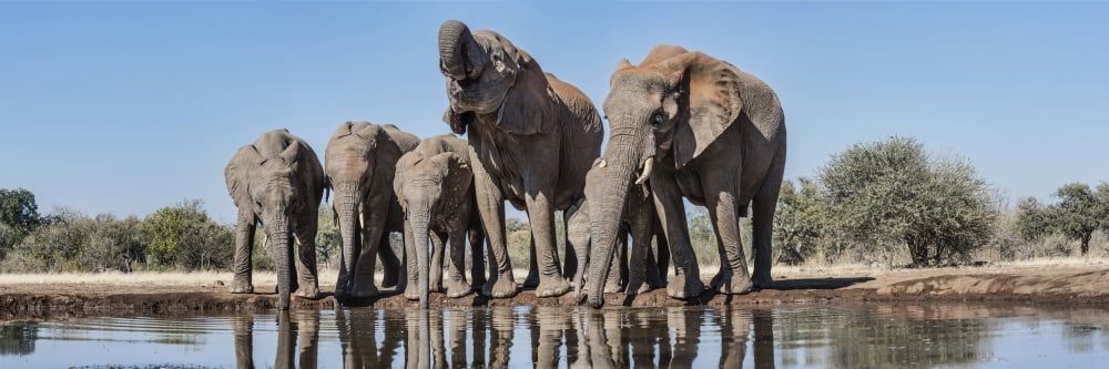 African Elephants (Loxodonta africana) at waterhole Mashatu Game Reserve Botswana Canvas Art - Panoramic Images (36 x 12)