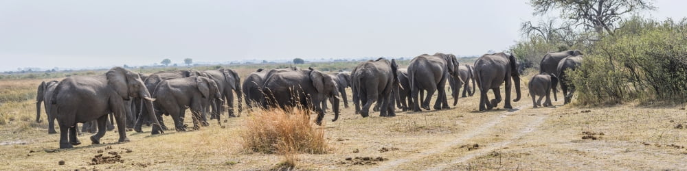 African Elephants (Loxodonta africana) leaving a river Kings Pool Camp Linyanti Okavango Delta Botswana Canvas Art - Panoramic Images (36 x 9)