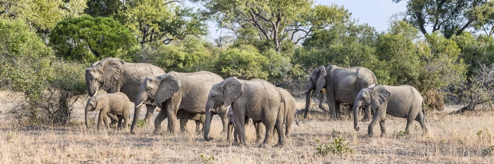 African Elephants (Loxodonta africana) looking for water in a forest Mala Mala Game Reserve South Africa Canvas Art - Panoramic Images (27 x 9)