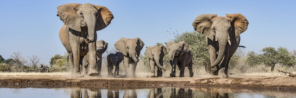 African Elephants (Loxodonta africana) running to waterhole Mashatu Game Reserve Botswana Canvas Art - Panoramic Images (36 x 12)