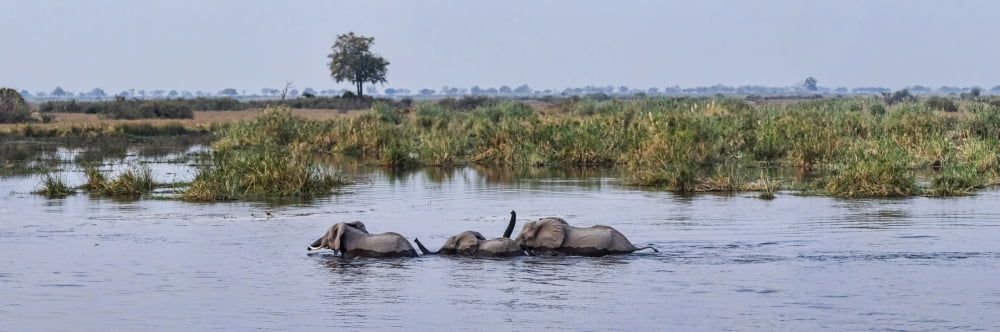 African Elephants (Loxodonta africana) snorkeling across river Kings Pool Camp Linyanti Okavango Delta Botswana Canvas Art - Panoramic Images (36 x 12)