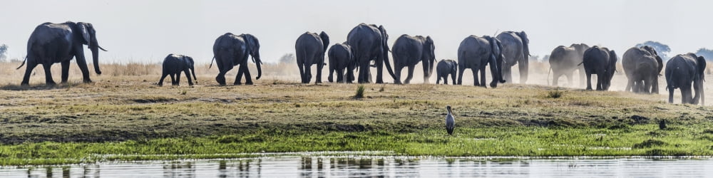 African Elephants (Loxodonta africana) walking Chobe River Botswana Canvas Art - Panoramic Images (36 x 9)