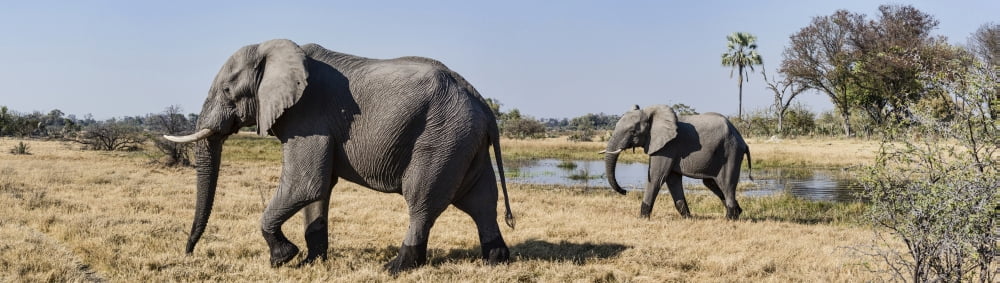 African Elephants (Loxodonta africana) walking in a forest Chitabe Okavango Delta Botswana Canvas Art - Panoramic Images (27 x 9)