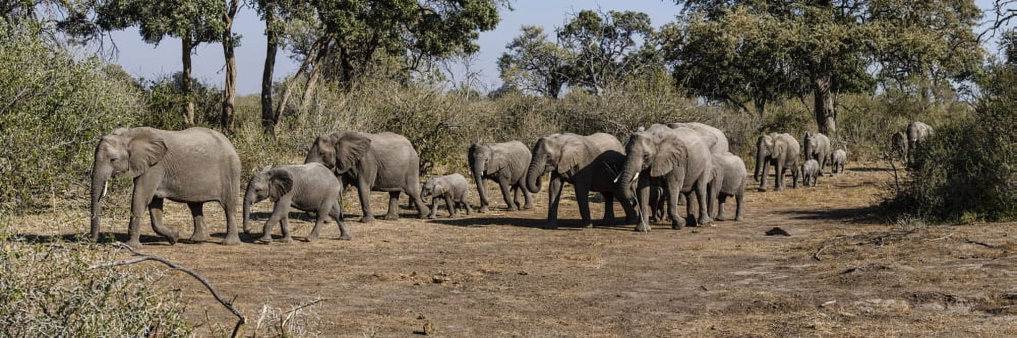 African Elephants (Loxodonta africana) walking in a forest Mashatu Game Reserve Botswana Canvas Art - Panoramic Images (27 x 9)