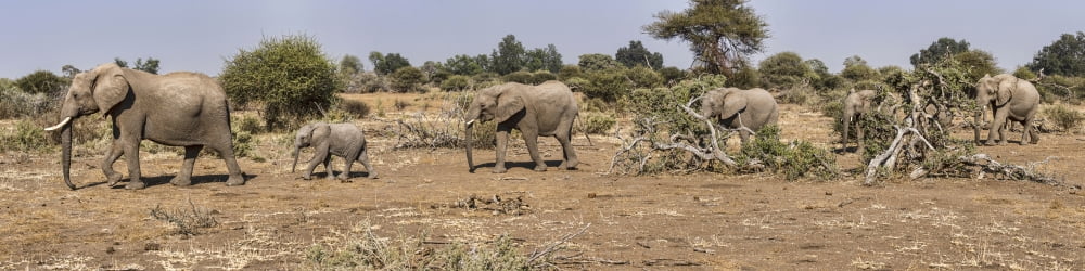 African Elephants (Loxodonta africana) walking in a forest Mashatu Game Reserve Botswana Canvas Art - Panoramic Images (48 x 12)