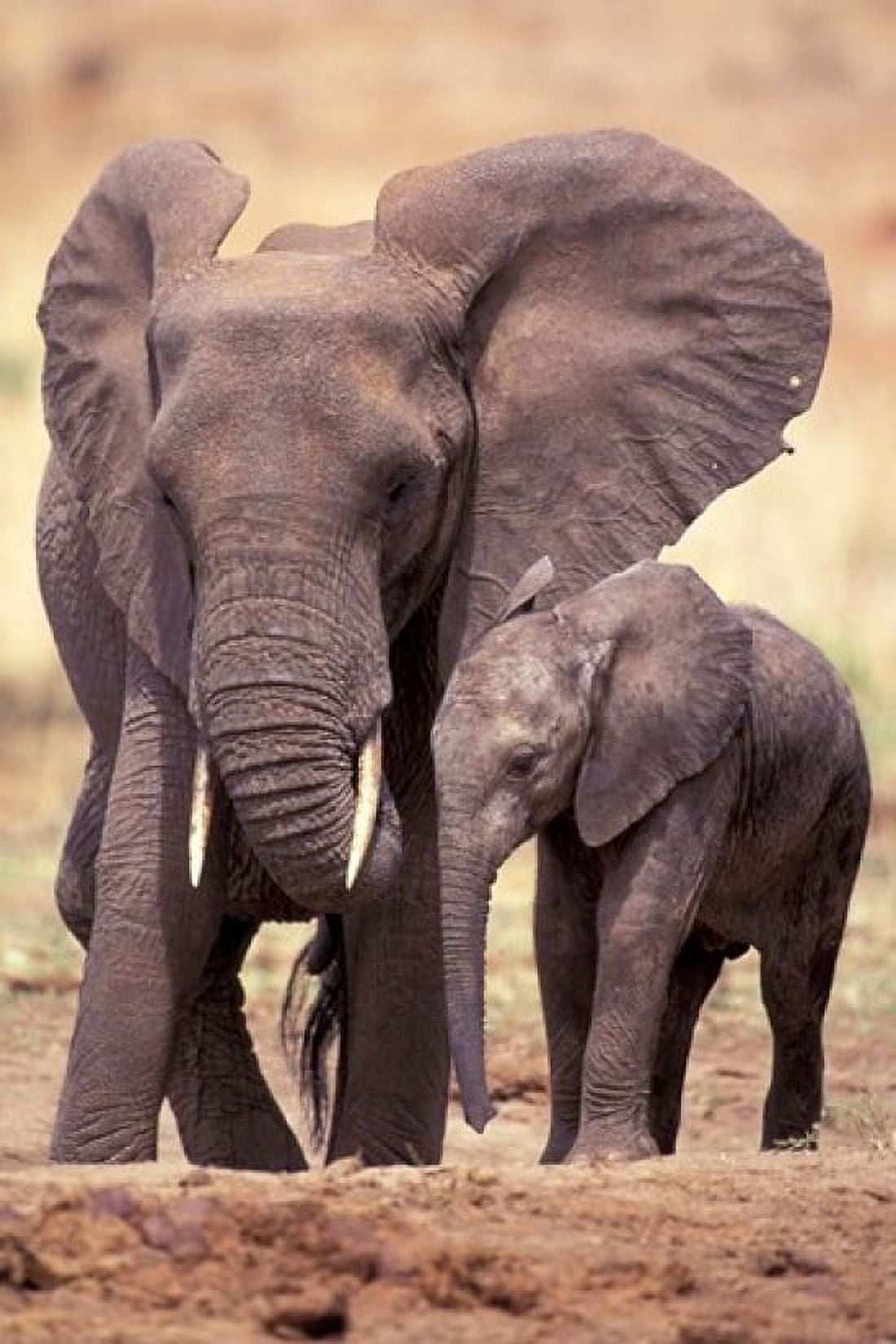 African Elephants Tarangire National Park Tanzania Canvas Art - Art Wolfe DanitaDelimont (24 x 35)