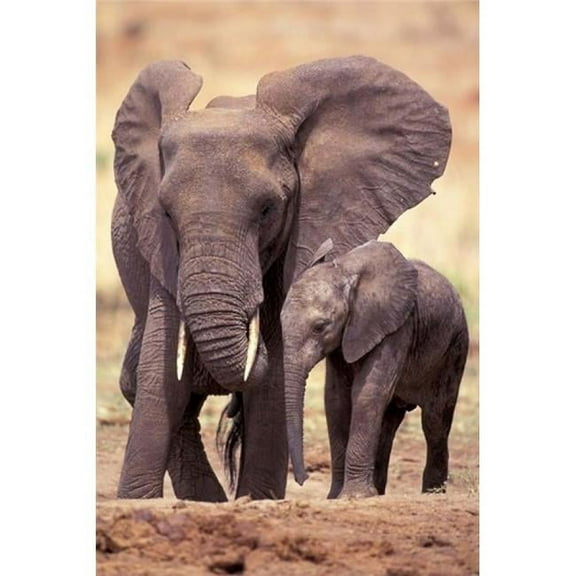 African Elephants Tarangire National Park Tanzania Poster Print by Art Wolfe - 12 x 17