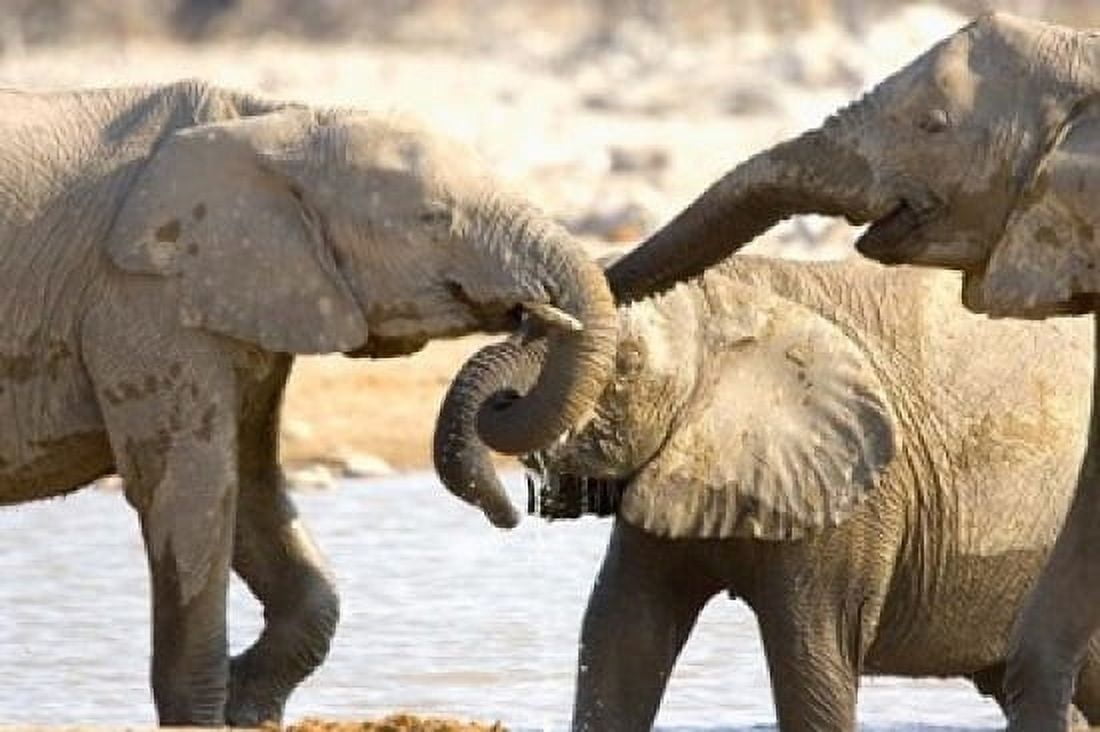 African Elephants at Halali Resort Namibia Canvas Art - Joe Restuccia III DanitaDelimont (19 x 12)