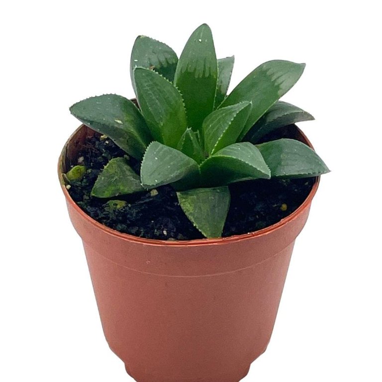 crassula hobbit jade plant Crassula ovata Hobbit 10"