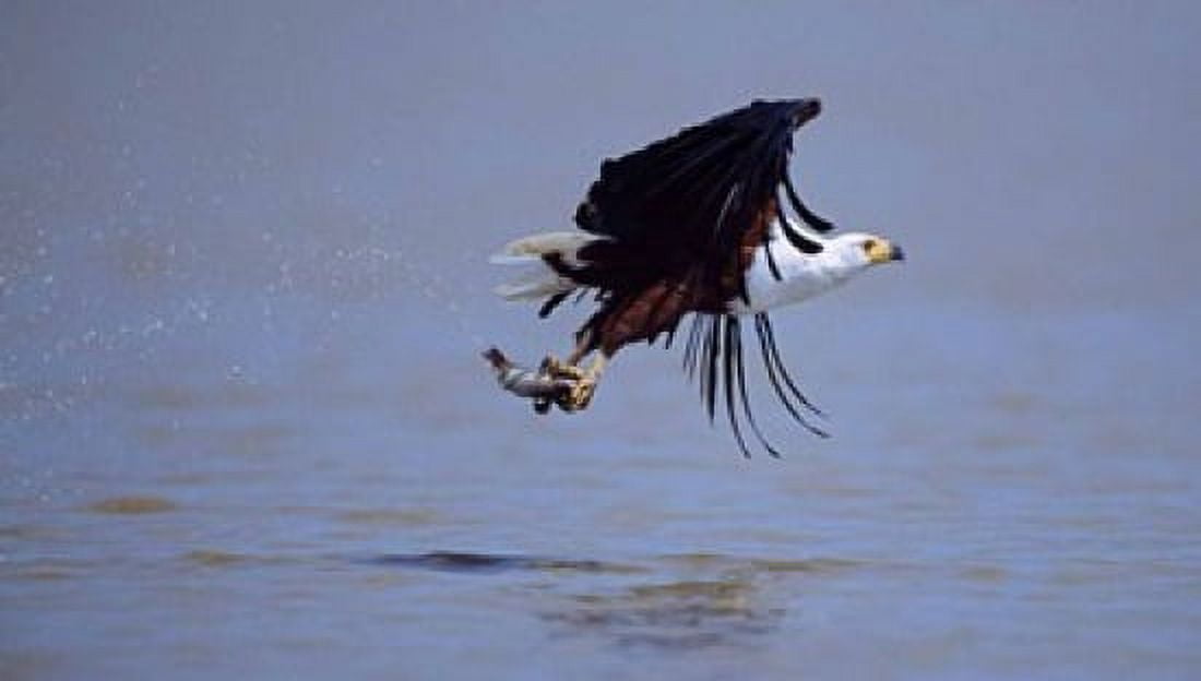 African Fish eagle (Haliaeetus vocifer) flying with a fish in its claws Canvas Art - Panoramic Images (16 x 10)