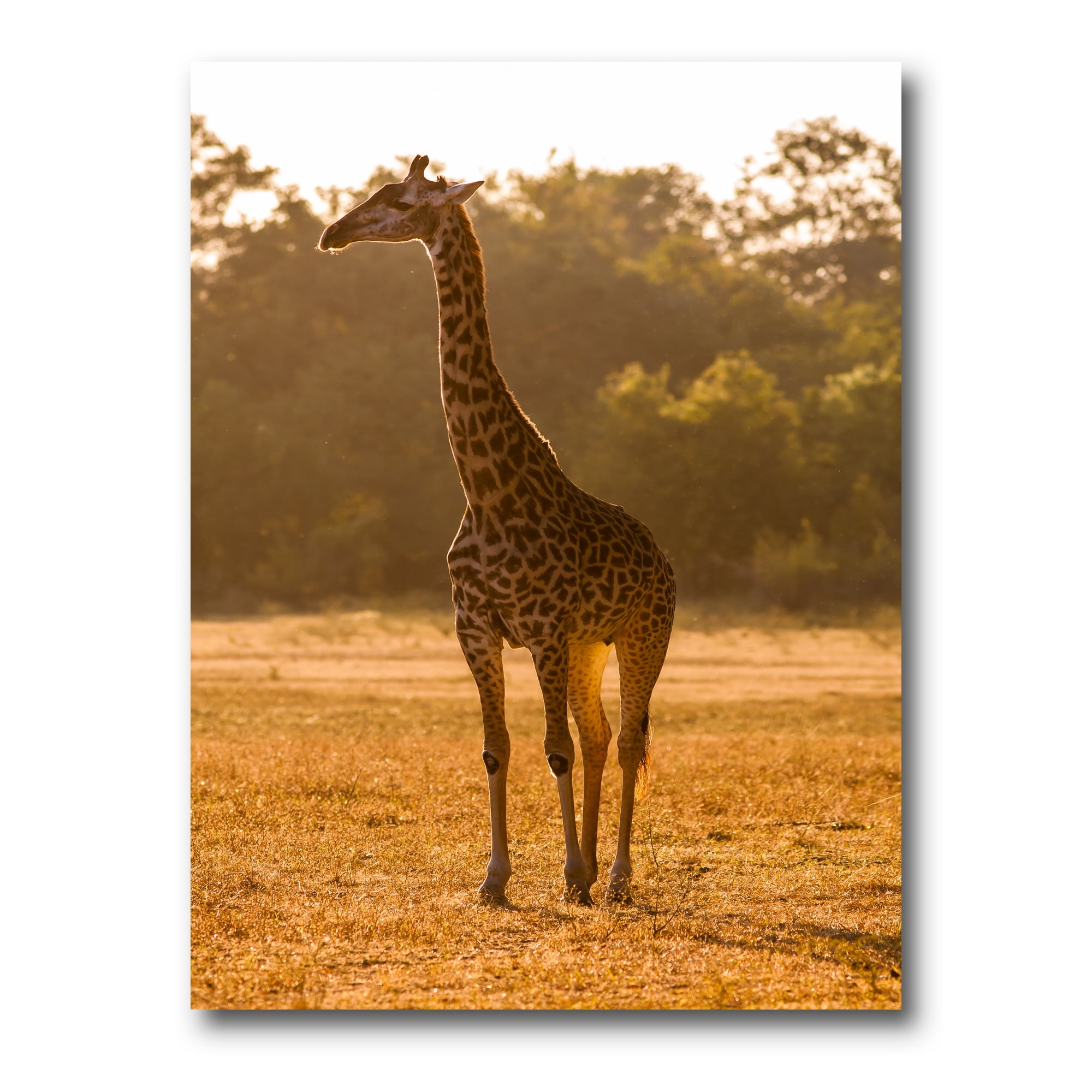 African Giraffe In The Wildlife II 12 in x 8 in Photography Canvas Art Print, by Designart