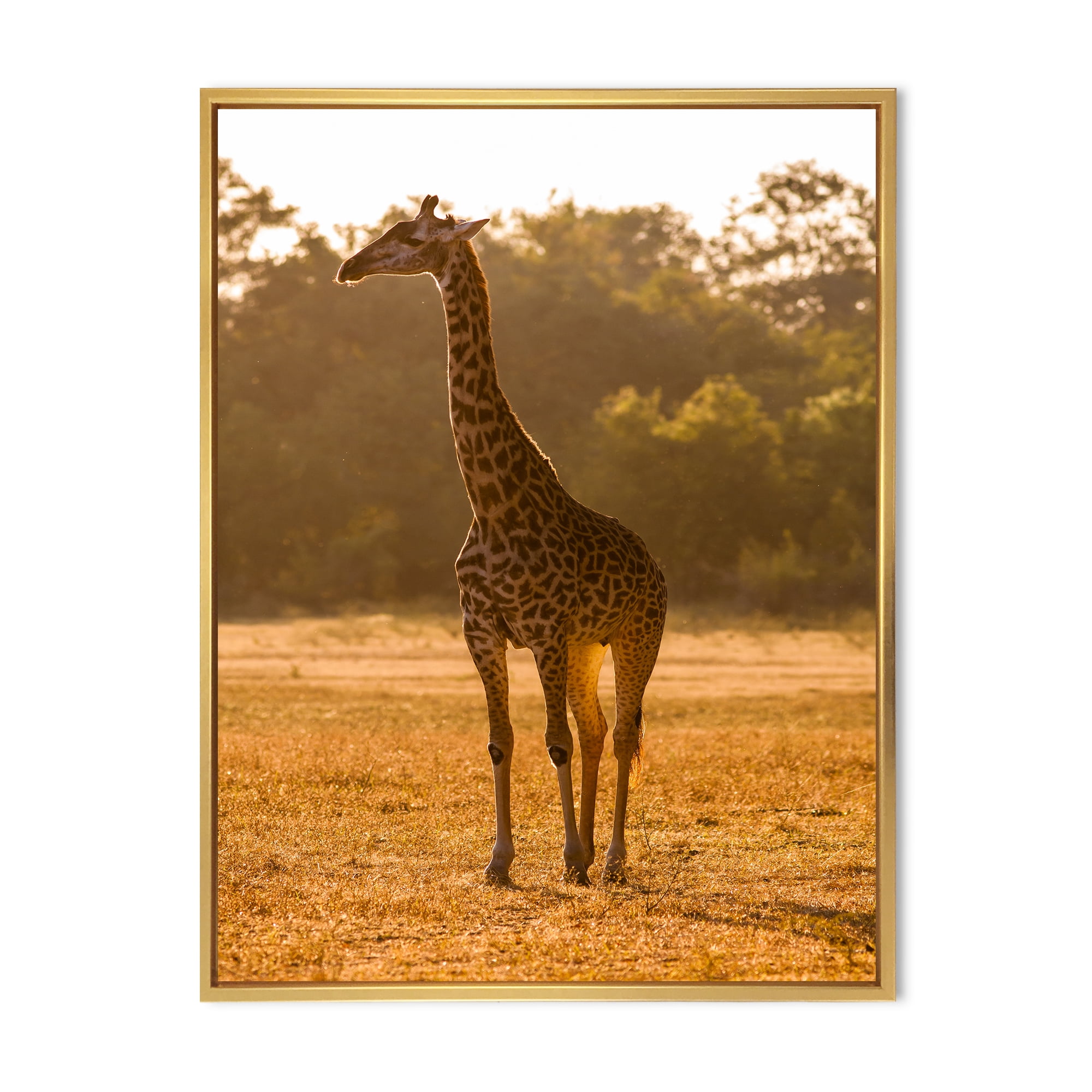 African Giraffe In The Wildlife II 24 in x 32 in Framed Photography Canvas Art Print, by Designart