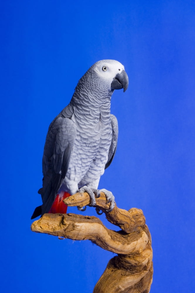 African Grey Parrot Canvas Art - Corey Hochachka Design Pics (22 x 34)