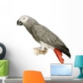 thumbnail image 1 of African Grey Parrot Psittacus Wall Decal Sticker by Wallmonkeys Vinyl Peel and Stick Graphic (24 in W x 22 in H), 1 of 4