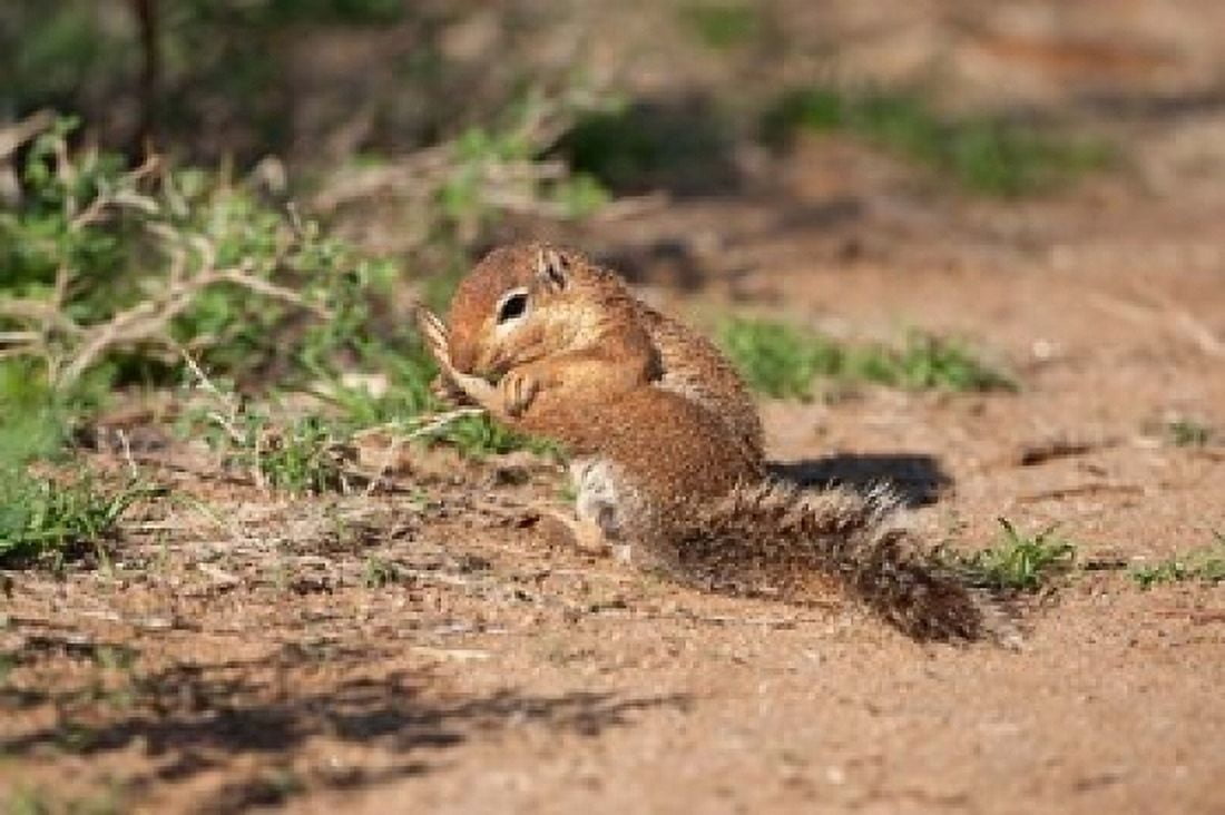 African Ground Squirrel Wildlife Kenya Canvas Art - Joe & Mary Ann McDonald DanitaDelimont (17 x 11)