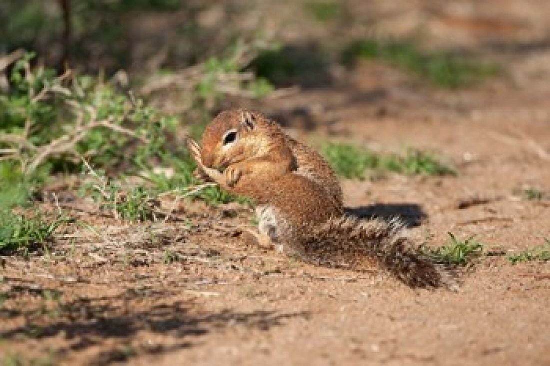 African Ground Squirrel Wildlife Kenya Canvas Art - Joe & Mary Ann McDonald DanitaDelimont (34 x 23)