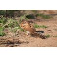 thumbnail image 1 of African Ground Squirrel Wildlife, Kenya Poster Print by Joe & Mary Ann McDonald (34 x 23), 1 of 1