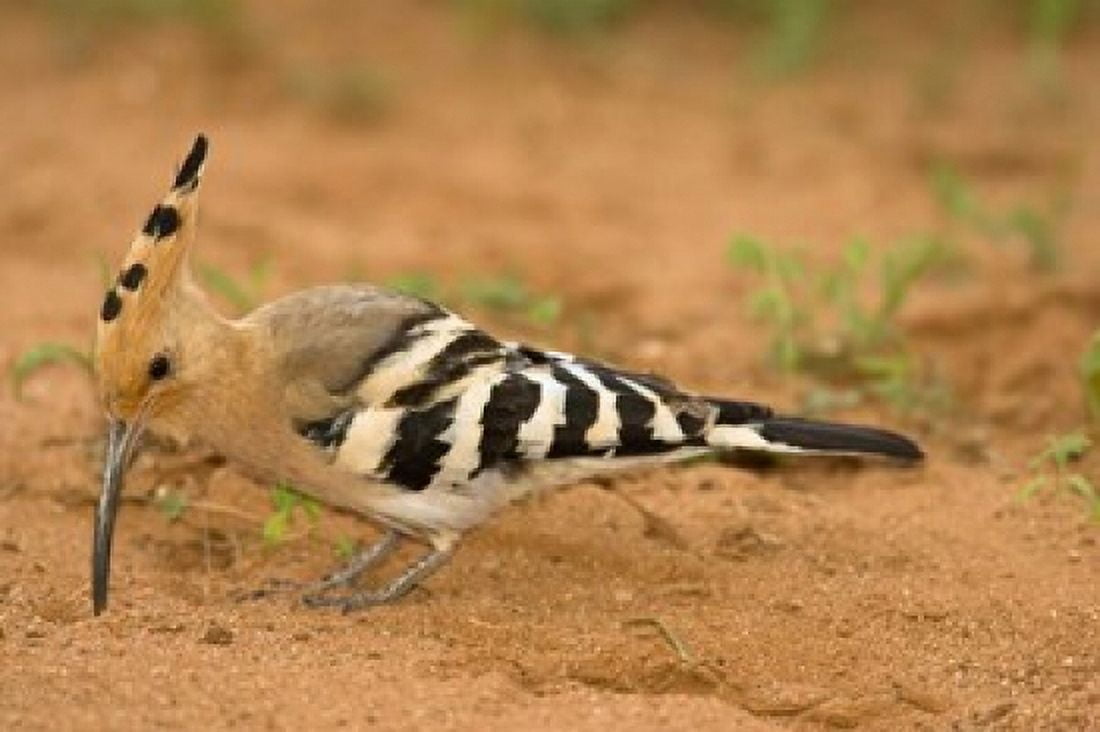 African Hoopoe wildlife Masai Mara Kenya Canvas Art - Joe & Mary Ann McDonald DanitaDelimont (34 x 23)