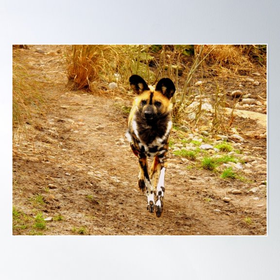 African Hunting Dog - Running Approach Poster Wall Art, Modern Wall Decor For Living Room Bedroom, 12x18 UNFRAMED