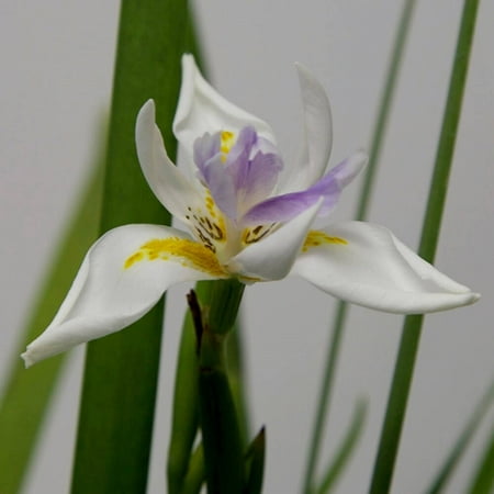 African Iris (2.5 Quart) White Blooming Evergreen Perennial - Full Sun Live Outdoor Plant