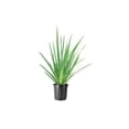 thumbnail image 1 of African Iris White  2 Large Gallon Size Plants  Dietes Iridioides  Low Maintenance Drought Tolerant Grass, 1 of 5