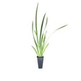 thumbnail image 1 of African Iris White - 20 Live Plants - Dietes Iridioides - Drought Tolerant Groundcover Grass, 1 of 6