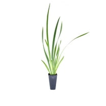 African Iris White - 20 Live Plants - Dietes Iridioides - Drought Tolerant Groundcover Grass