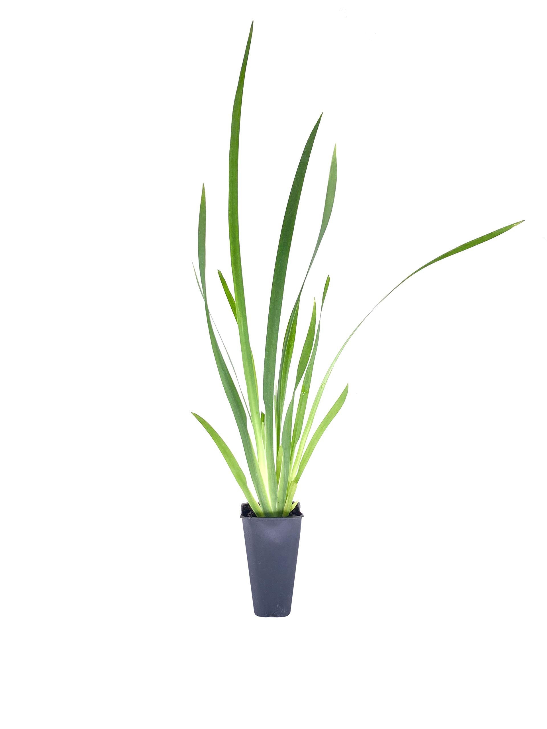 African Iris White - 3 Live Plants - Dietes Iridioides - Drought Tolerant Groundcover Grass