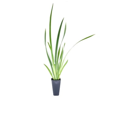 African Iris White - 40 Live Plants - Dietes Iridioides - Drought Tolerant Groundcover Grass