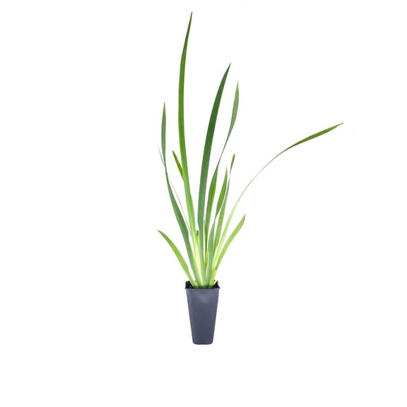 African Iris White - 40 Live Plants - Dietes Iridioides - Drought Tolerant Groundcover Grass