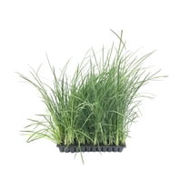 African Iris Yellow - 60 Live Plants - Dietes Vegeta - Drought Tolerant Groundcover Grass