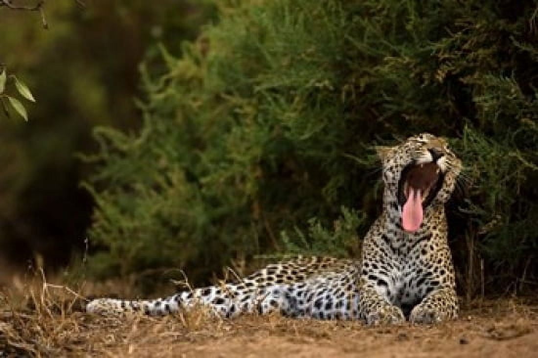 African Leopard Masai Mara GR Kenya Canvas Art - Joe & Mary Ann McDonald DanitaDelimont (17 x 11)