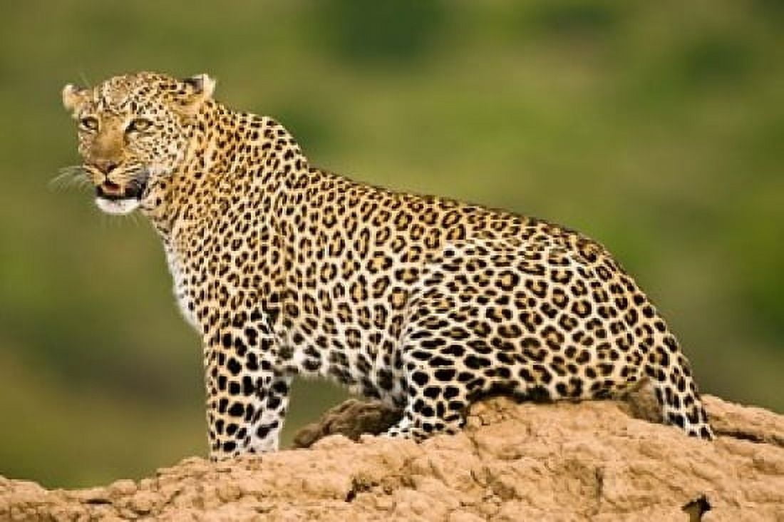 African Leopard Masai Mara Game Reserve Kenya Canvas Art - Joe & Mary Ann McDonald DanitaDelimont (17 x 11)