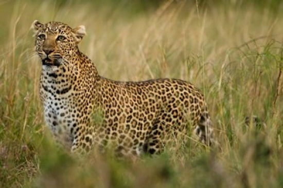 African Leopard hunting in the grass Masai Mara Game Reserve Kenya Canvas Art - Joe & Mary Ann McDonald DanitaDelimont (17 x 11)
