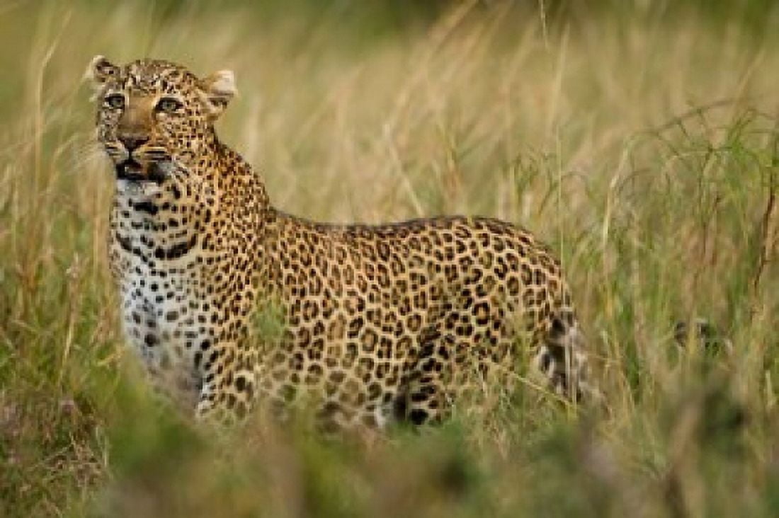 African Leopard hunting in the grass Masai Mara Game Reserve Kenya Canvas Art - Joe & Mary Ann McDonald DanitaDelimont (34 x 23)