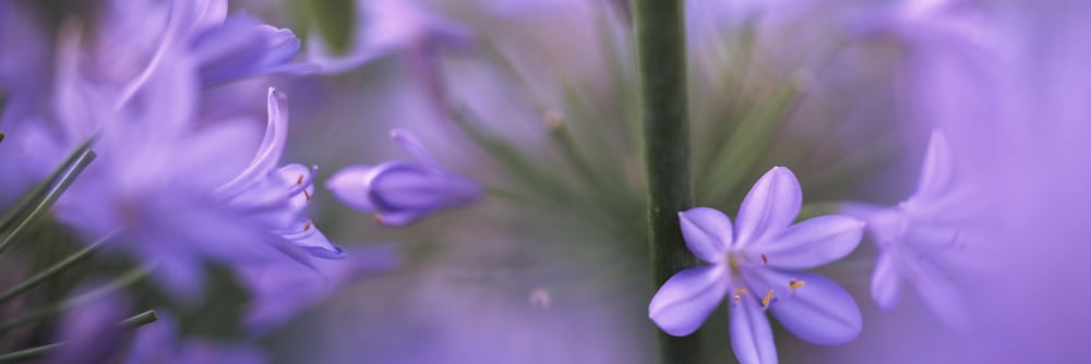African Lily Sacramento California USA Canvas Art - Panoramic Images (6 x 18)