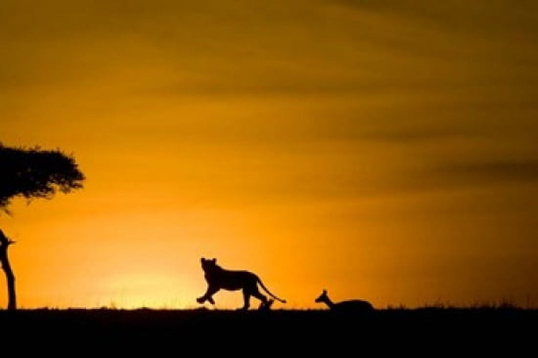 African Lion Chasing Gazelle Masai Mara Kenya Canvas Art - Joe & Mary Ann McDonald DanitaDelimont (34 x 23)