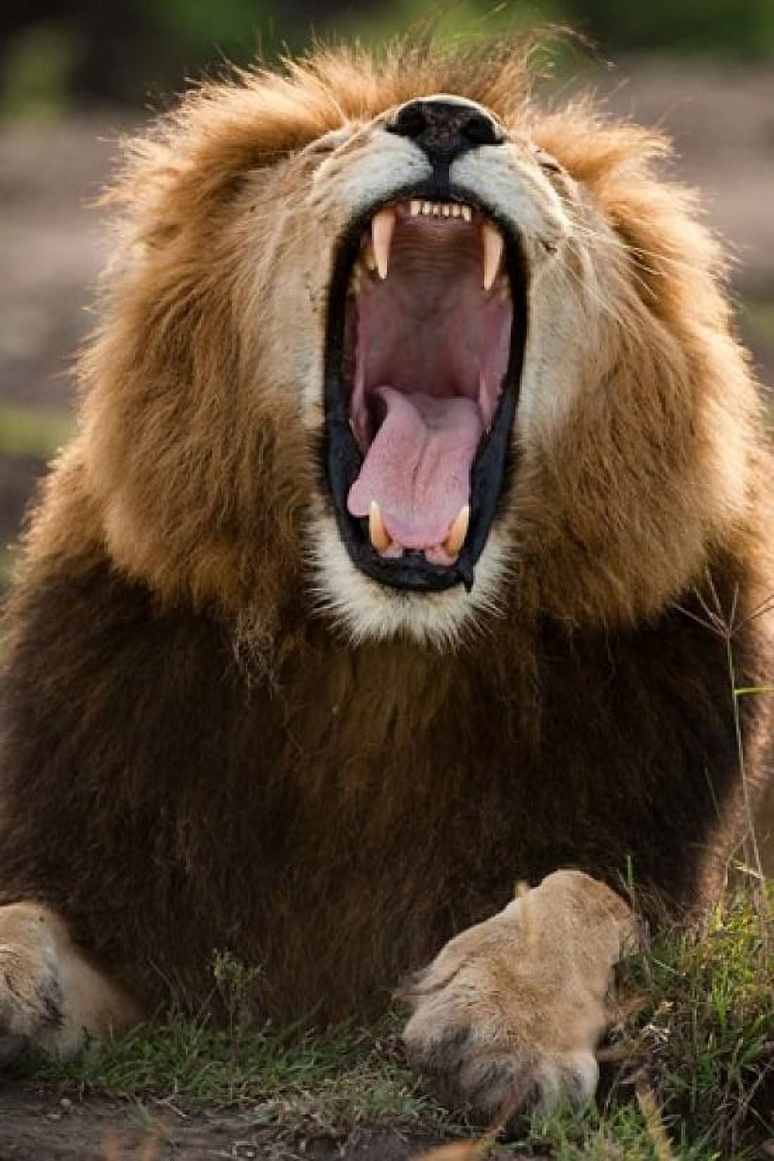 African Lion Masai Mara GR Kenya Canvas Art - Joe & Mary Ann McDonald DanitaDelimont (11 x 17)